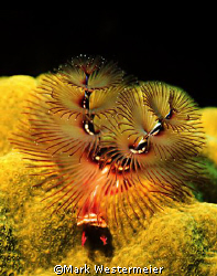 Tis the Season - Image taken in Caymans with a Nikonos RS... by Mark Westermeier 